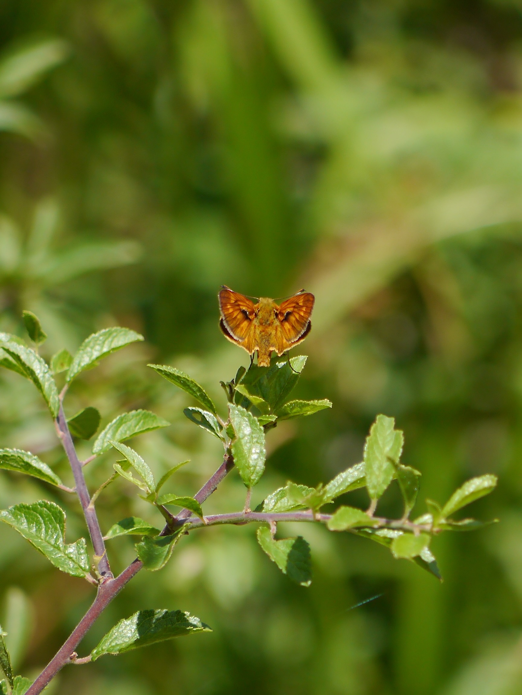 Hesperiidae
