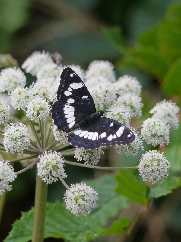 Blauwe ijsvogelvlinder