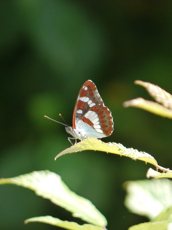 Blauwe ijsvogelvlinder