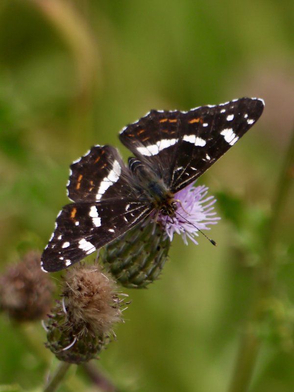 Landkaartje