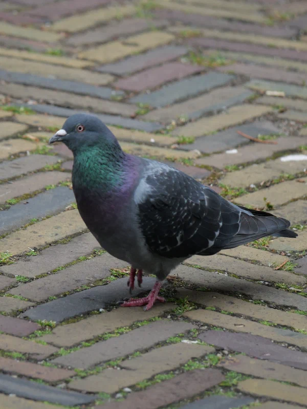 Stadsduif