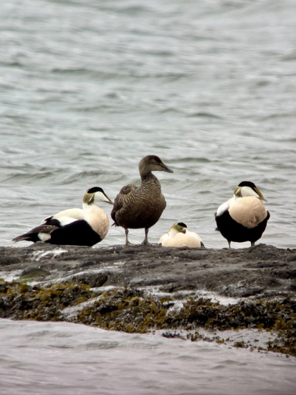 Eider