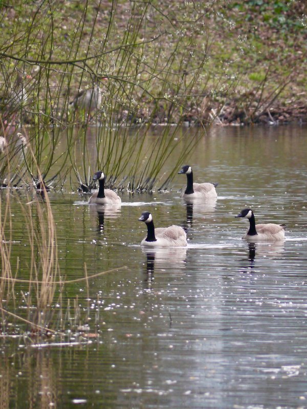 Grote Canadese gans