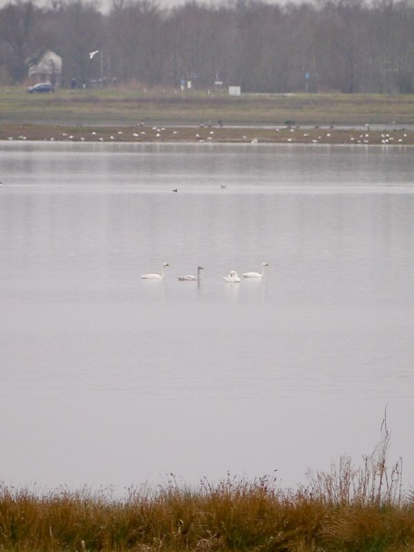 Kleine zwaan