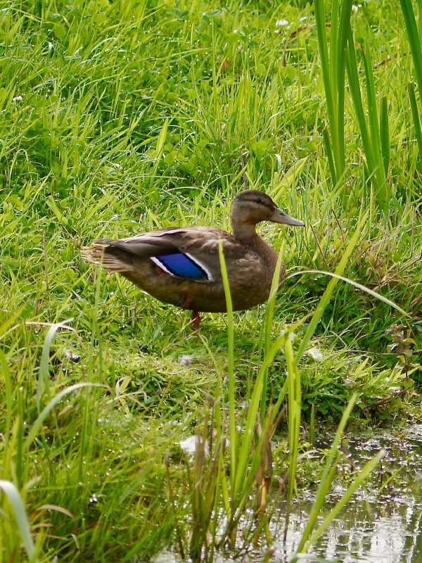 Wilde eend