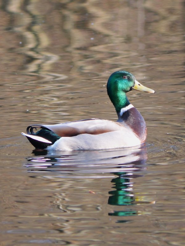 Wilde eend