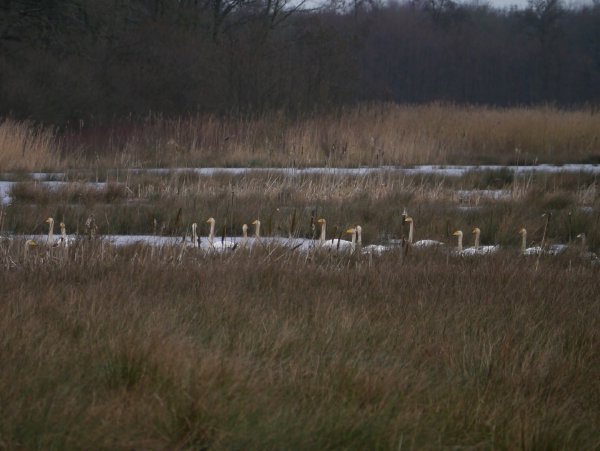 Wilde zwaan