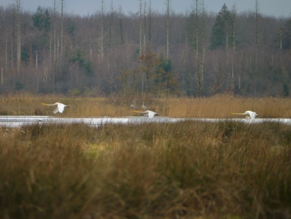 Wilde zwaan
