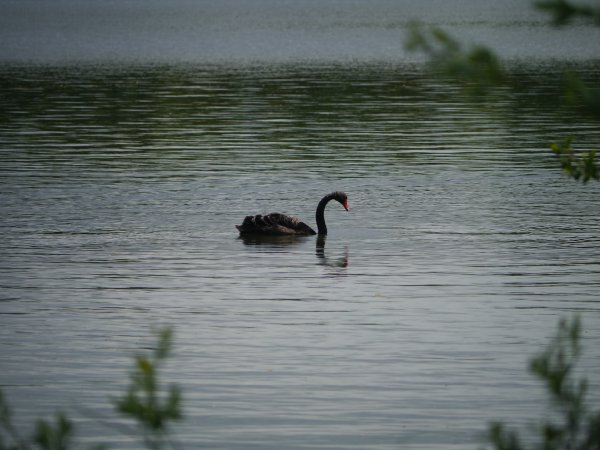 Zwarte zwaan