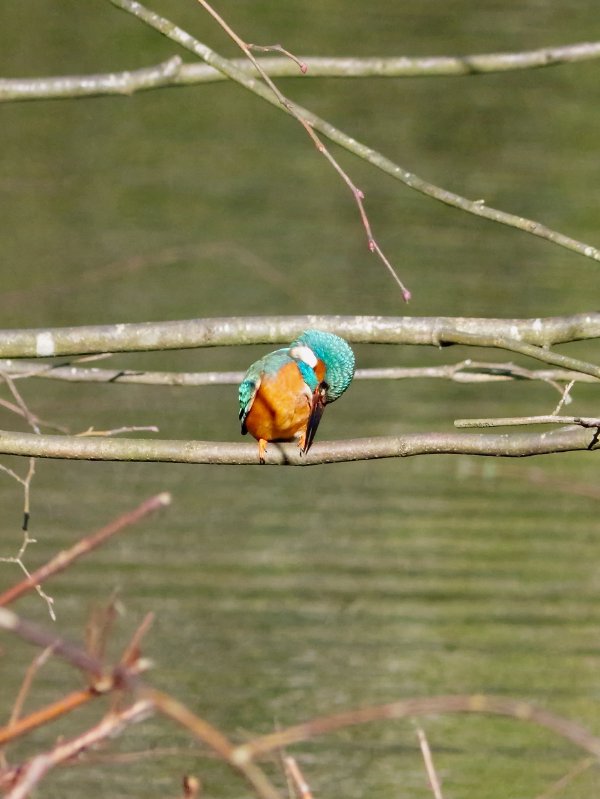 IJsvogel