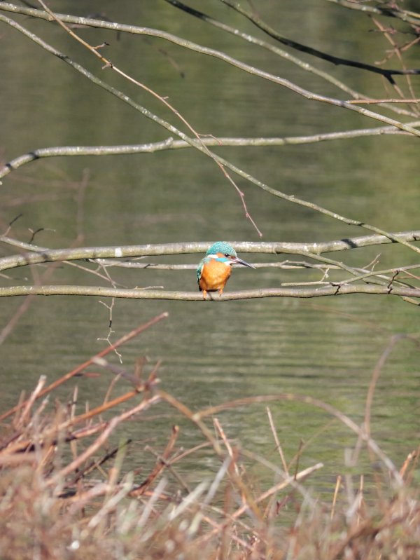 IJsvogel