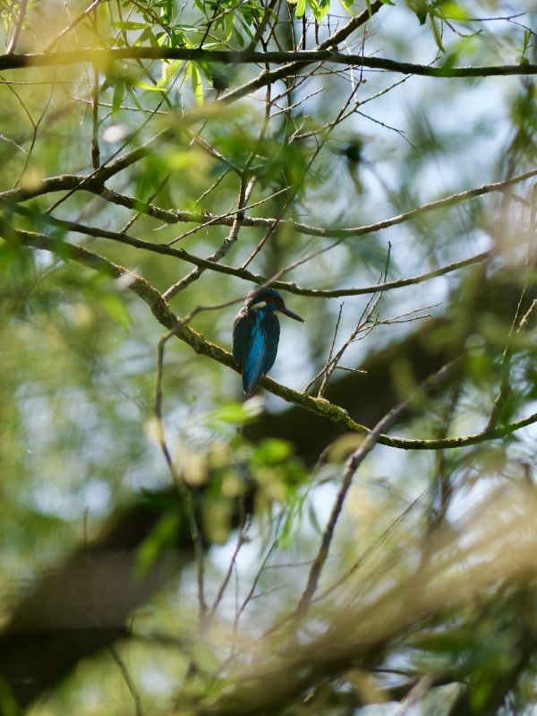 IJsvogel