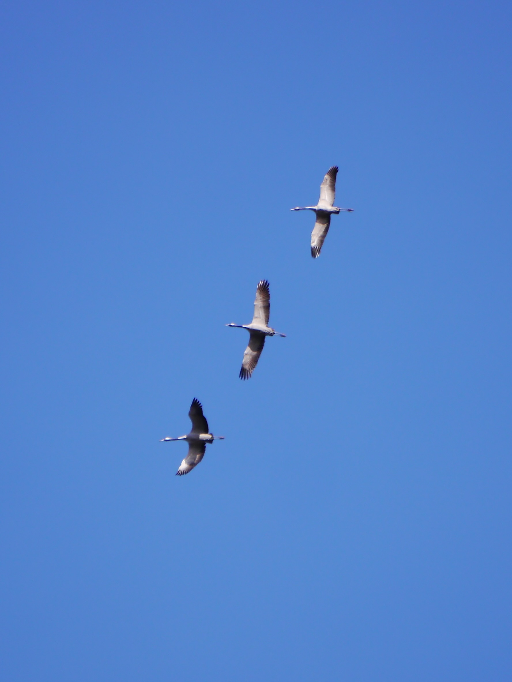 Kraanvogels