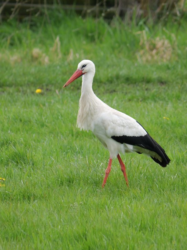 Ooievaar