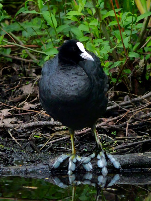 Meerkoet