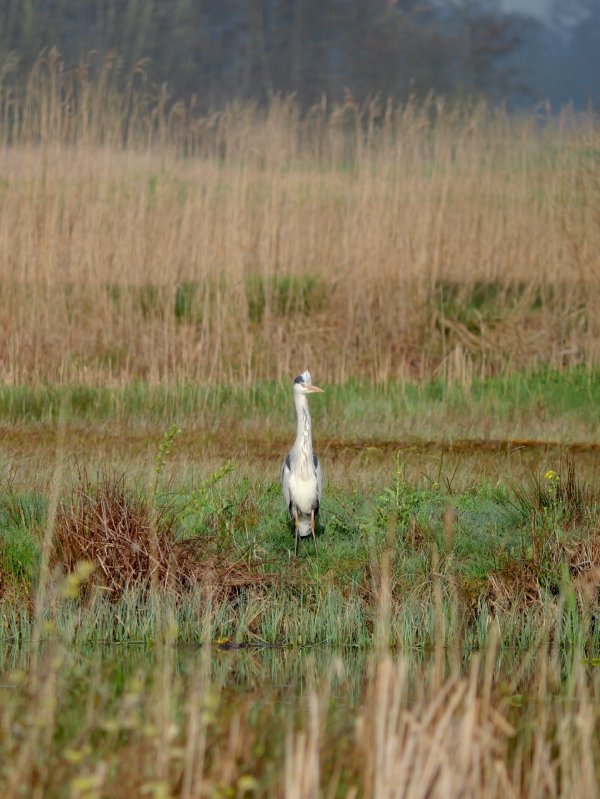 Blauwe reiger