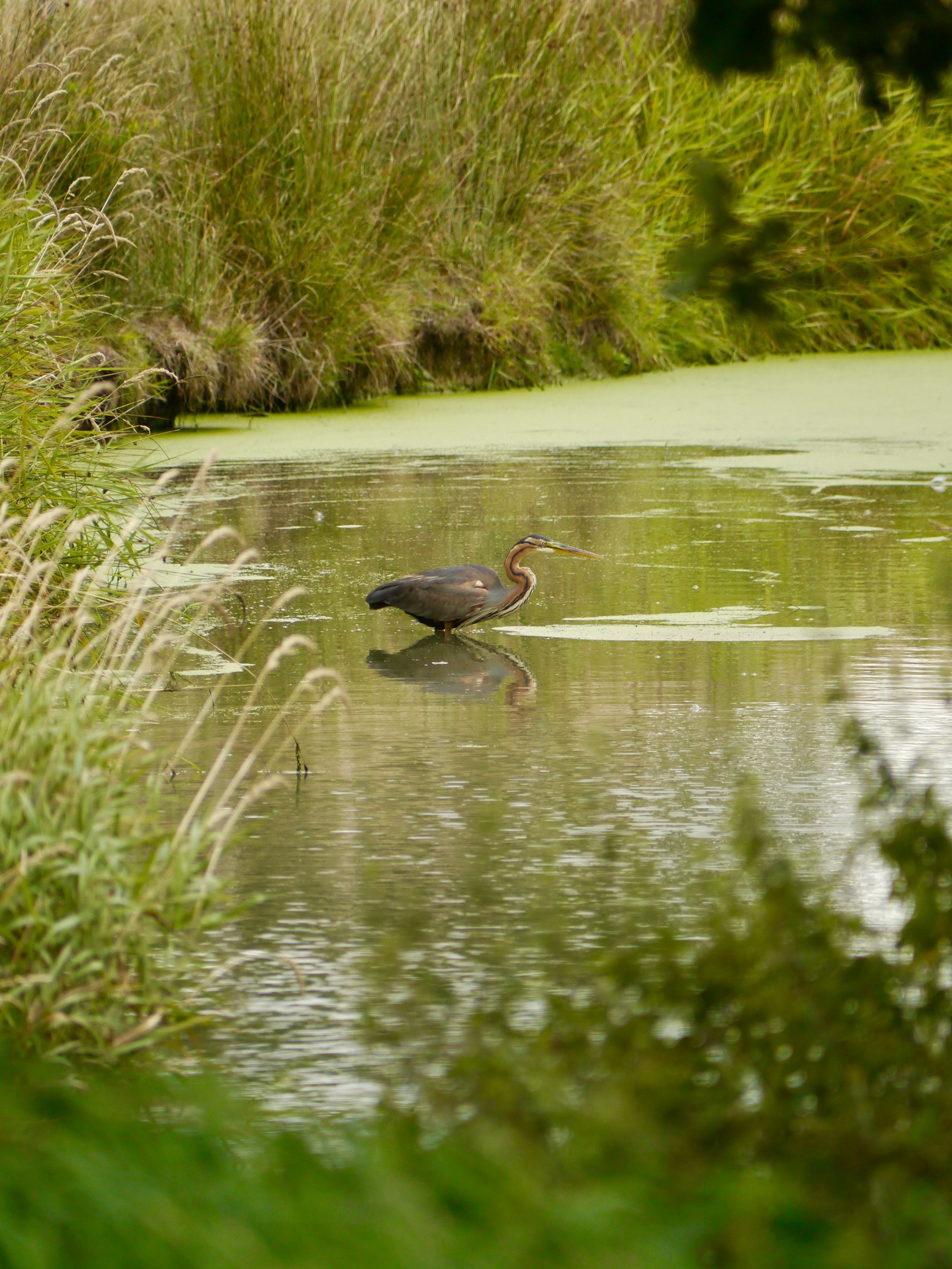 Reigers