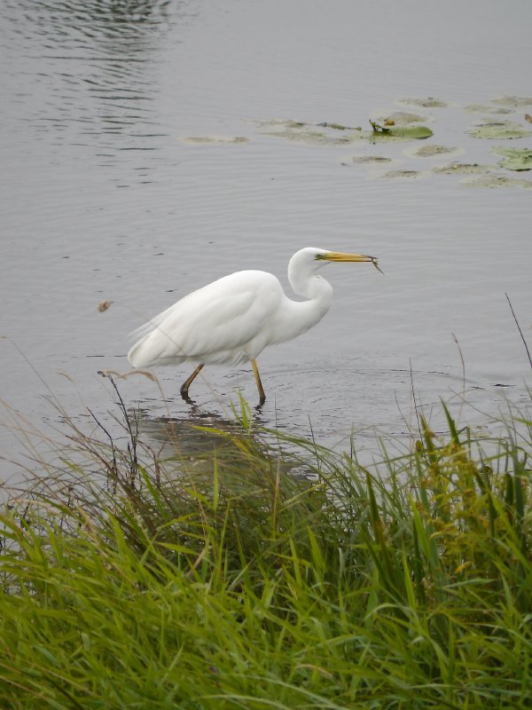 Grote zilverreiger