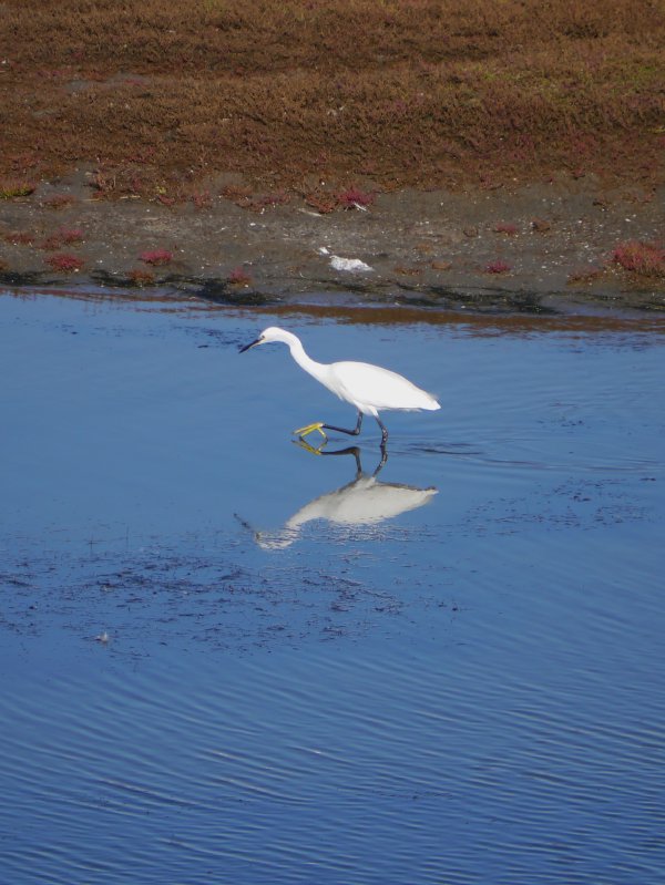 Kleine zilverreiger