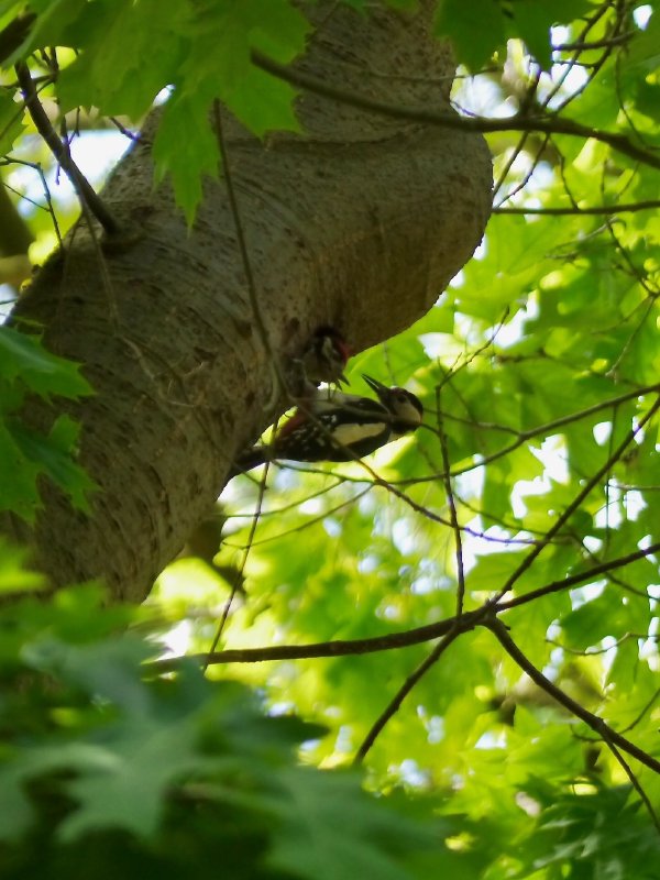 Grote bonte specht