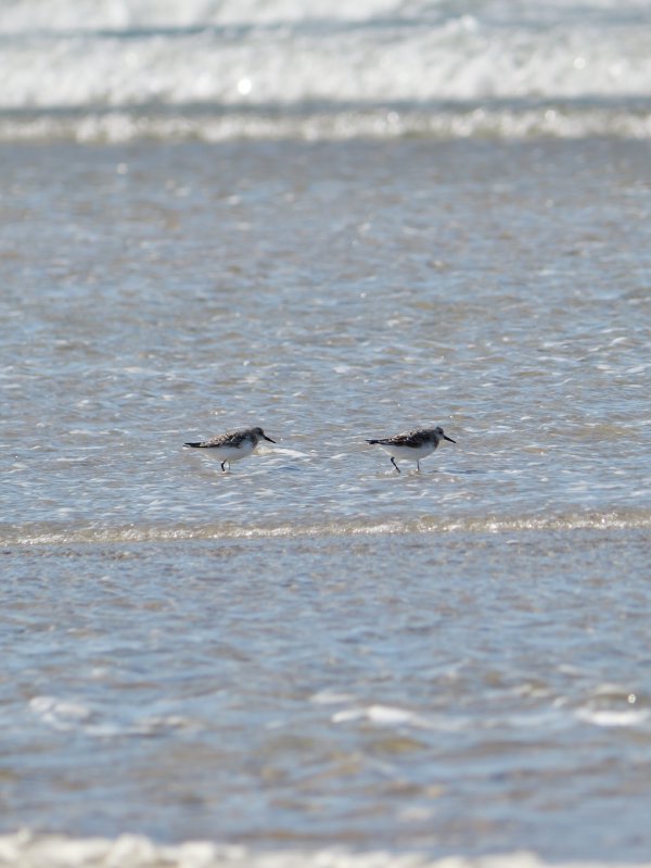 Drieteenstrandloper