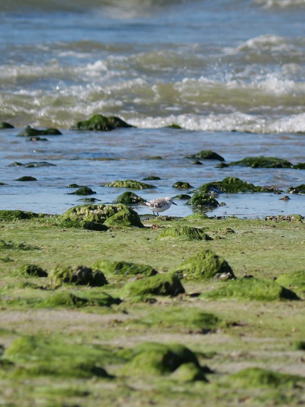 Drieteenstrandloper