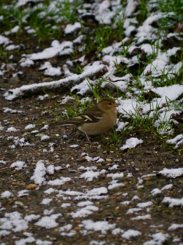 Vink