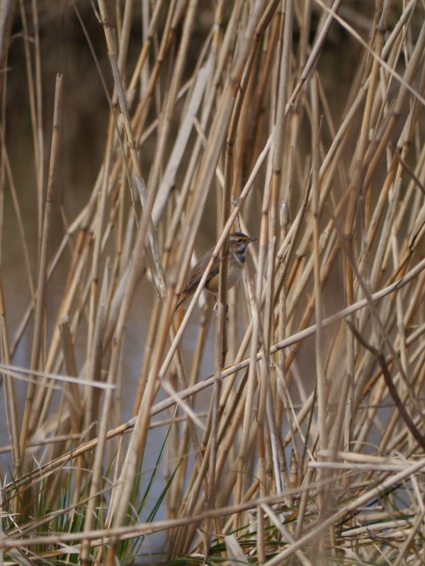 Blauwborst