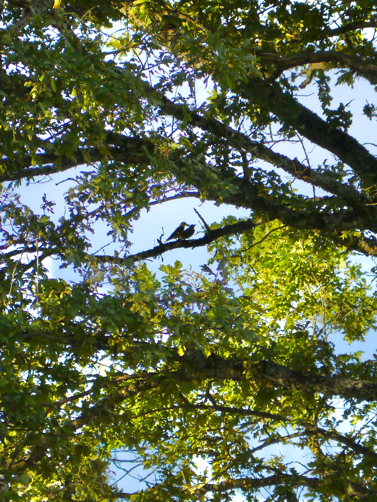 Wielewalen en vijgvogels