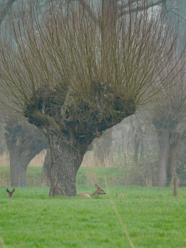 Ree