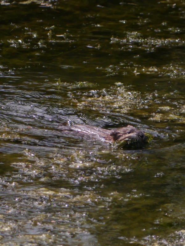 Muskusrat
