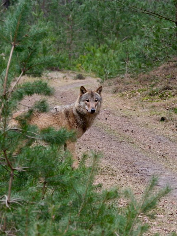 Wolf